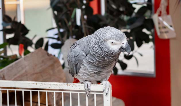 Larry, the African grey parrot, welcoming guests at Whispering Palms Inn